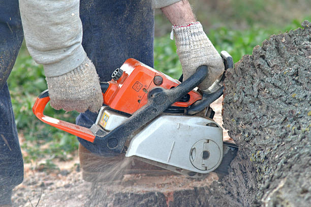 Trusted March Ar, CA Tree Services Experts